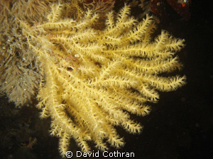 Antarctic octocoral, Paragorgia sp. photographed in Strom... by David Cothran 